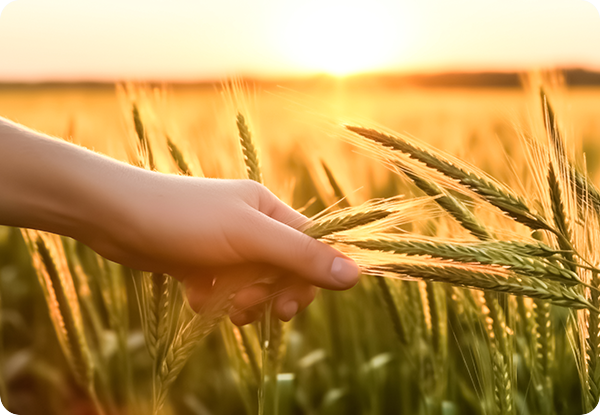 Integrowana produkcja roślin integrowana produkcja roślin